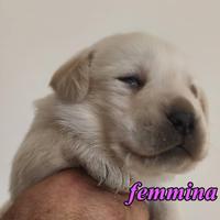 Cuccioli labrador selezione biondo nera