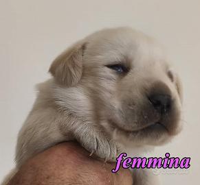 Cuccioli labrador selezione biondo nera