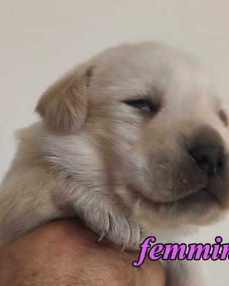 Cuccioli labrador selezione biondo nera