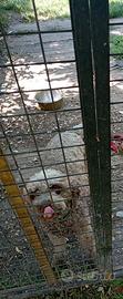 Lagotto per tartufi