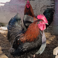 3 galli marans
