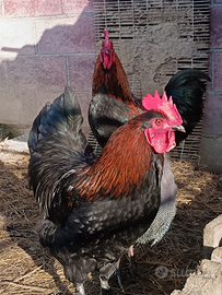 3 galli marans