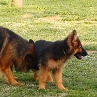 Pastore tedesco pelo lungo