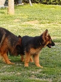 Pastore tedesco pelo lungo