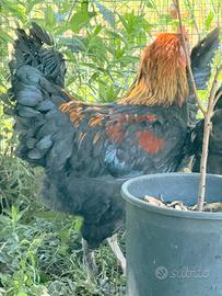 Gallo oliv egger F3