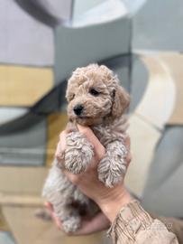Cuccioli di barboncino