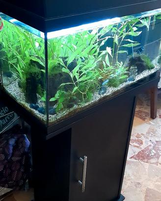 Acquario Juwel 60litri