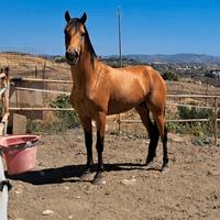 Cavallo Andaluso baskin