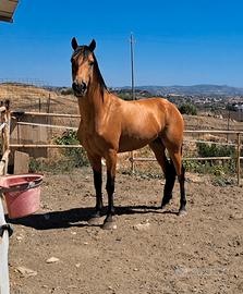 Cavallo Andaluso baskin