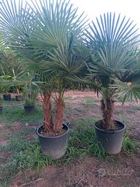 Palme