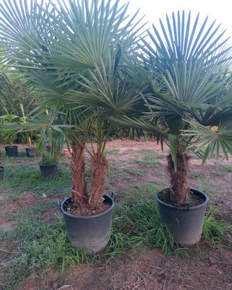 Palme