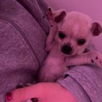 Cucciolo chihuahua maschio