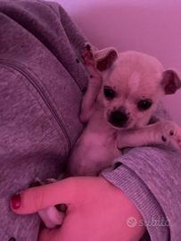 Cucciolo chihuahua maschio