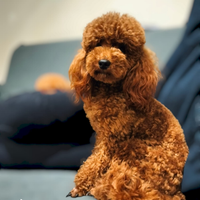 Barboncini nani pedigree enci