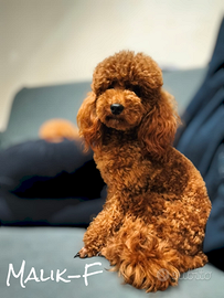 Barboncini nani pedigree enci