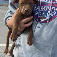 American pitbull terrier UKC