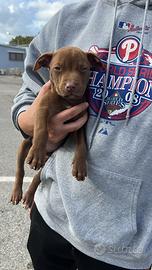 American pitbull terrier UKC