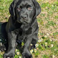 Cuccioli Labrador Neri