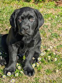 Cuccioli Labrador Neri