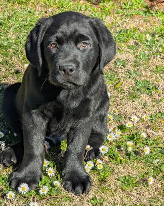Cuccioli Labrador Neri