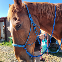 Capezze in corda cavallo