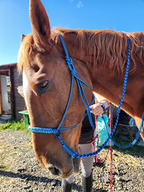 Capezze in corda cavallo