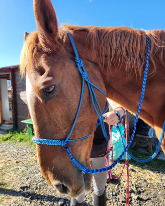 Capezze in corda cavallo