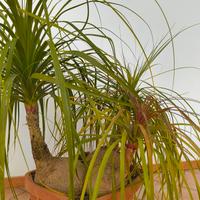 Pianta mangiafumo