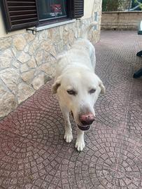 Cane pastore maremmano