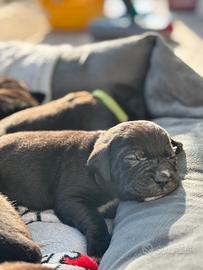 Cuccioli di cane corso
