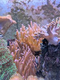 Anemone e coralli molli
