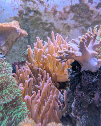 Anemone e coralli molli