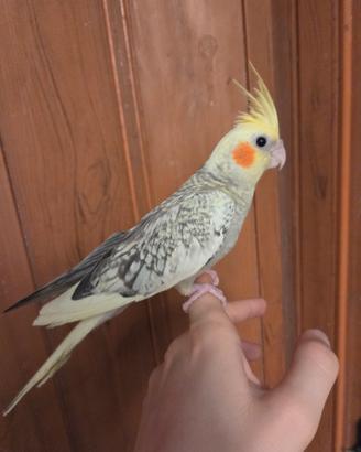 calopsita allevata a mano già svezzata