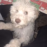 Lagotto cucciolo con pedigree