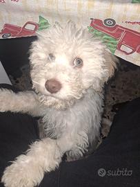 Lagotto cucciolo con pedigree