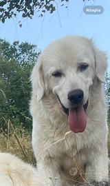 Cucciolone Maremmano