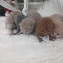 Cuccioli british shorthair