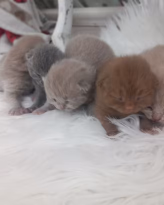 Cuccioli british shorthair