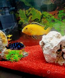 acquario completo 25 litri 