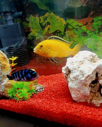 acquario completo 25 litri 