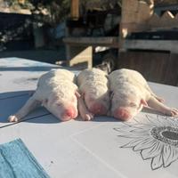 Cuccioli di maremmano