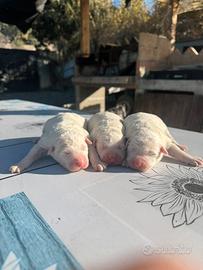 Cuccioli di maremmano