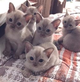 Gattini Burmesi Europei Chocolate Brown e Lilla