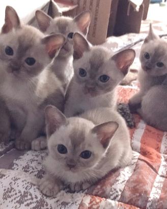 Gattini Burmesi Europei Chocolate Brown e Lilla