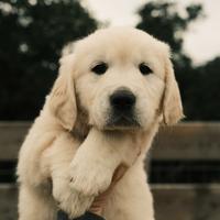 Golden retriever