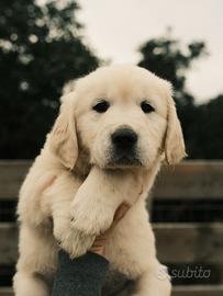 Golden retriever