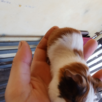 Porcellini d'india cavie peruviane