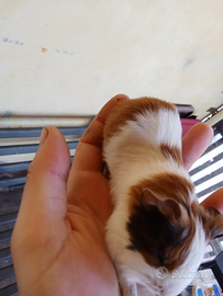 Porcellini d'india cavie peruviane