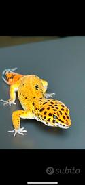 Geco leopardino