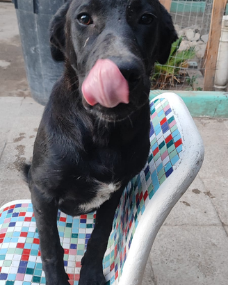 Cucciolo di cane